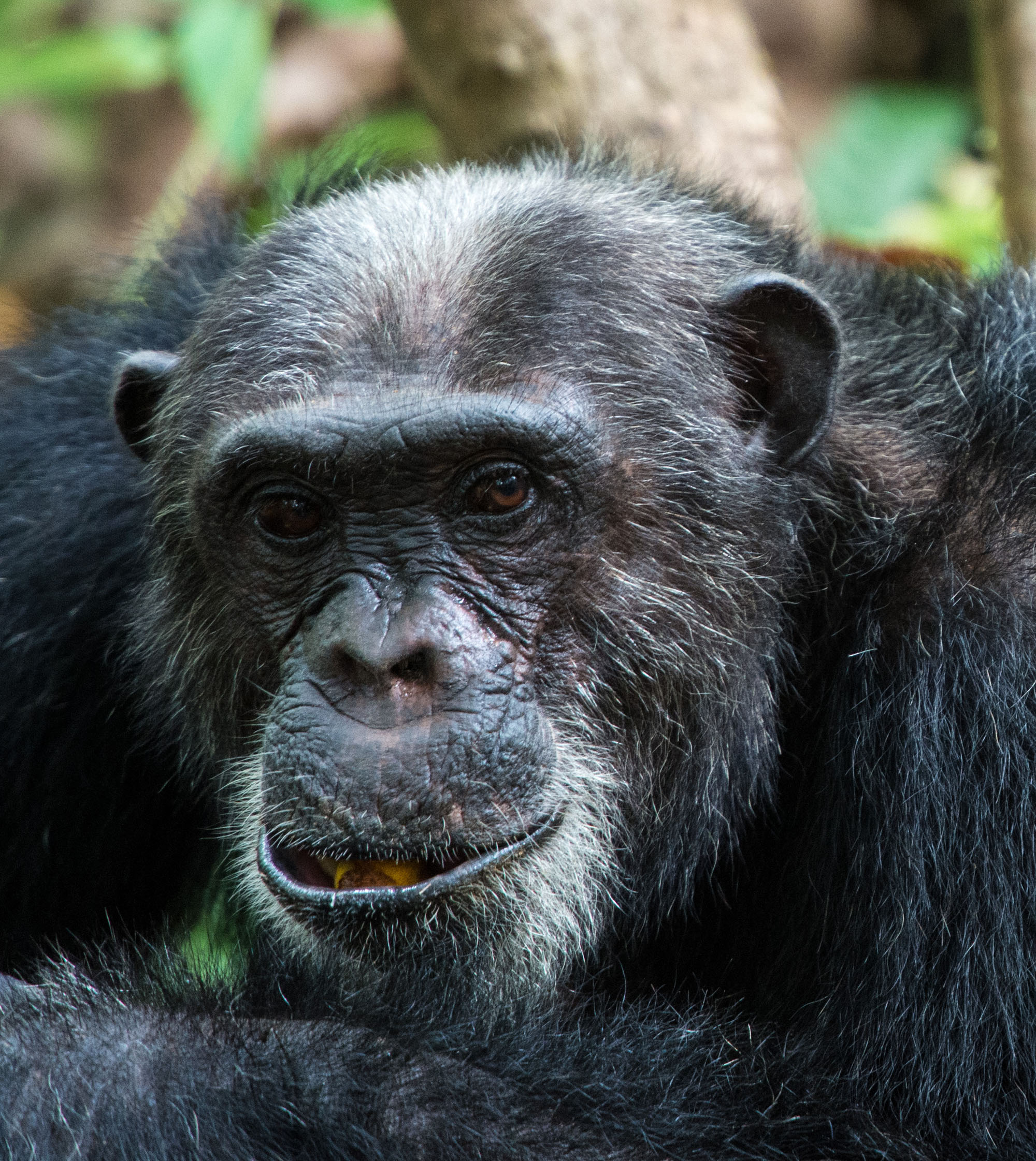 Chimpanzee trekking in Africa