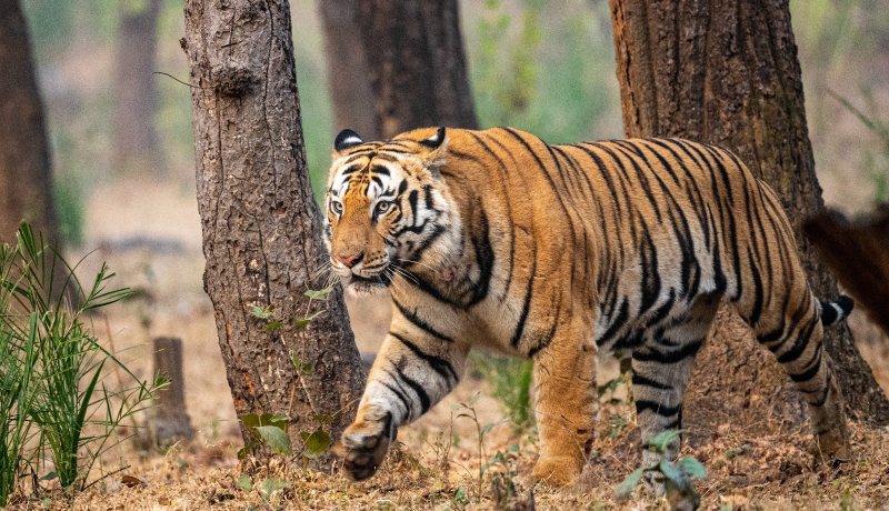 GREAT INDIAN TIGER SAFARI – MARCH 2025