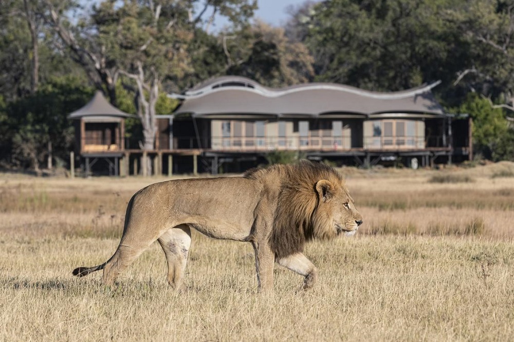 Safari Lodge of the Month: Xigera