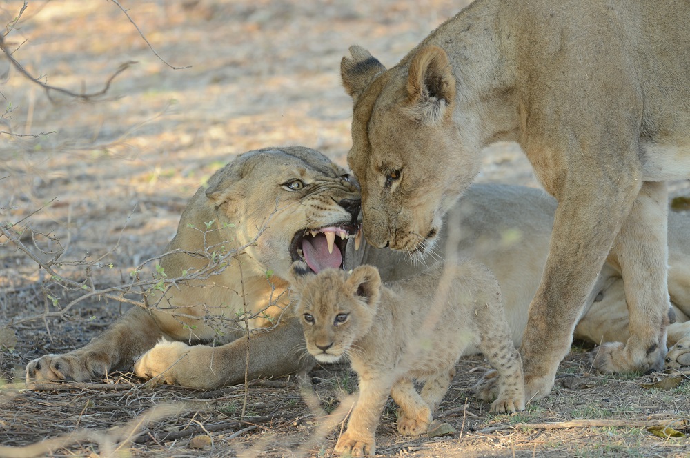 Lyndon Revisits Mana Pools, Zimbabwe