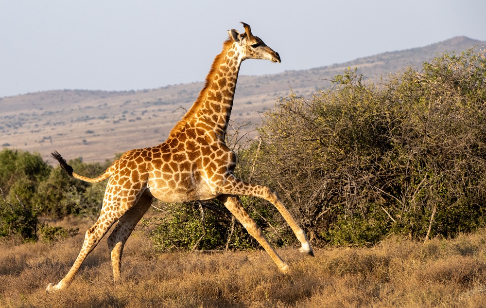 Giraffes in the Desert: Samara Karoo Reserve, South Africa