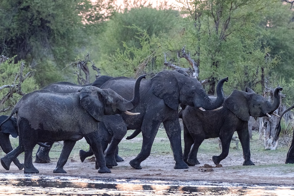 Back to Hwange National Park, Zimbabwe