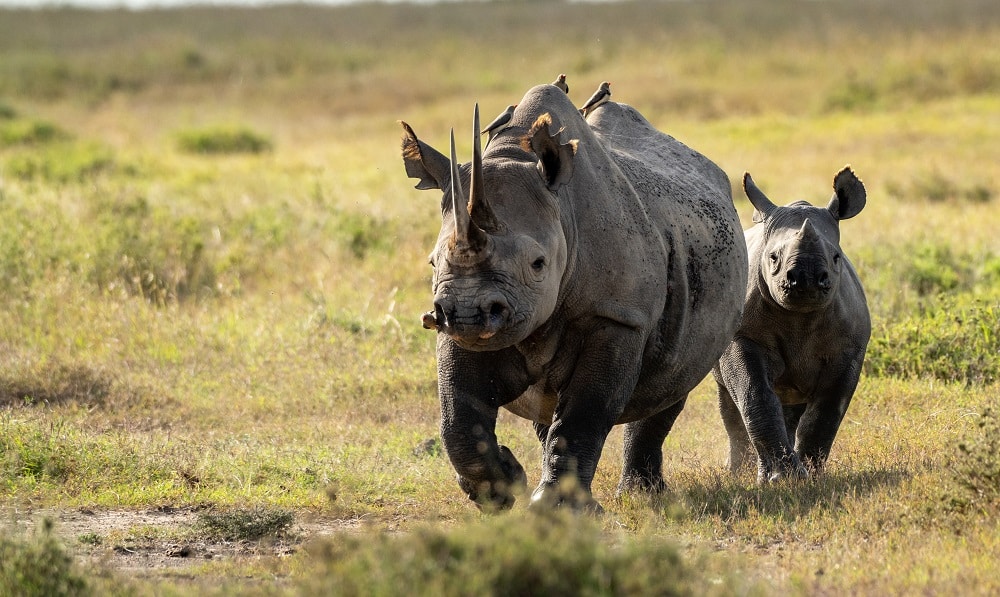 Kenya’s Laikipia Plateau: Ol Pejeta Private Conservancy