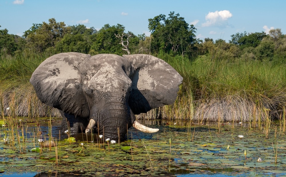 Botswana’s Okavango Delta & Central Kalahari – March 2025 – Part 1