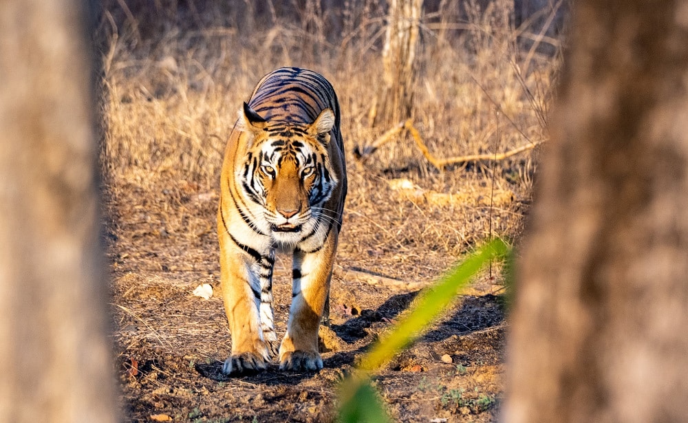 32 days in India: An Adventure in the West, North, Center & East – Part 1