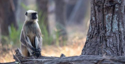 The Grey Langur is one of two monkey species which we saw in India, the other one being the Rhesus Macaque which has also adapted to living commensally with humans, in various cities in India. 